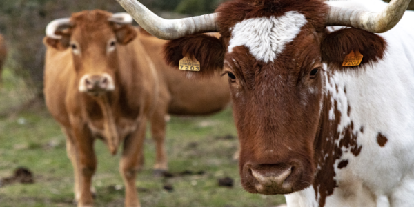 Luis Alejandro Sampayo Cabada | ¿Cuáles Son los Tipos de Alimentación que Tienen las Vacas?