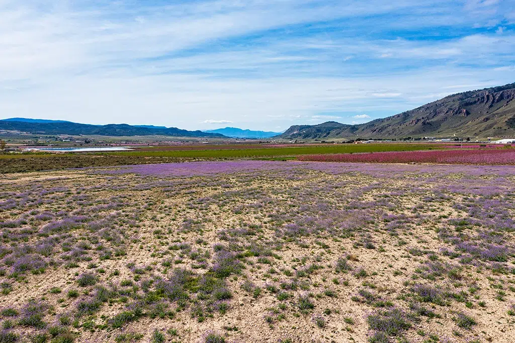 Jumilla, Región de Murcia