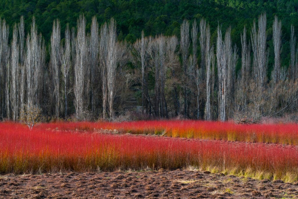 Paisaje rojo de la ruta del mimbre. Por JUAN CARLOS MUNOZ.