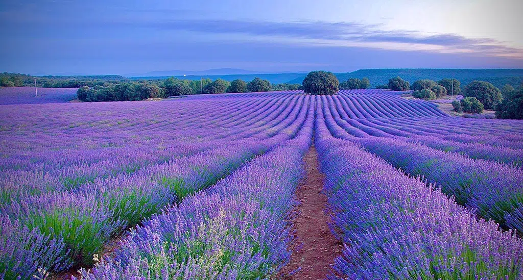 Campos de lavanda en floración en Brihuega (Guadalajara).