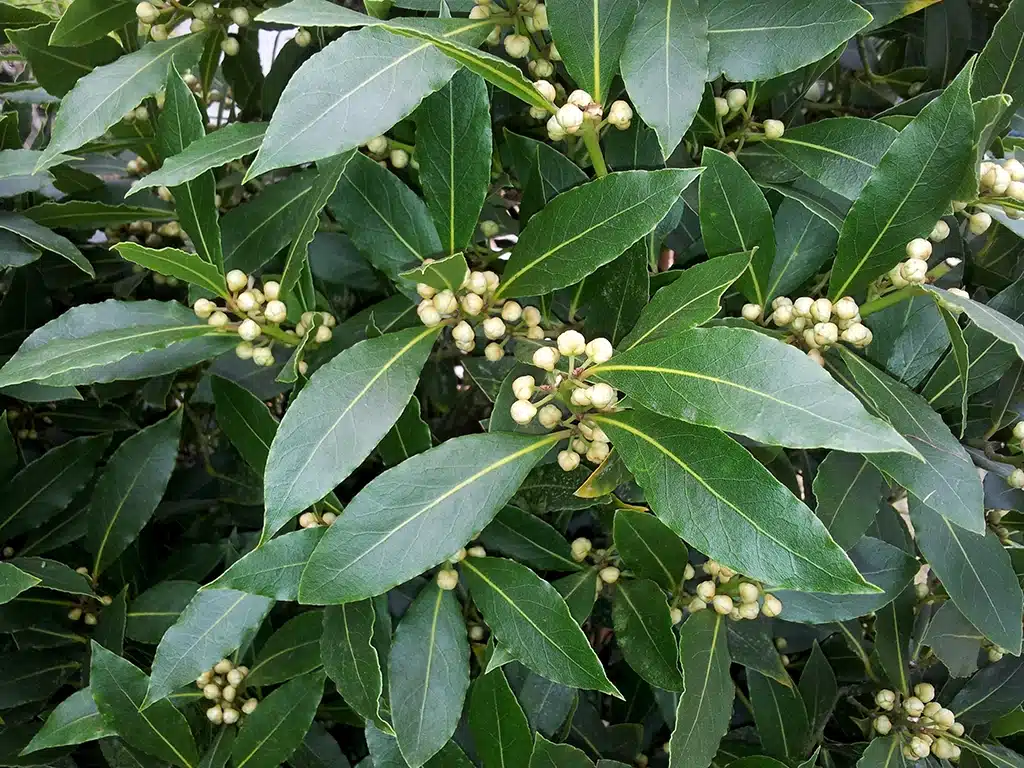 Remedios naturales contra la tos: laurel