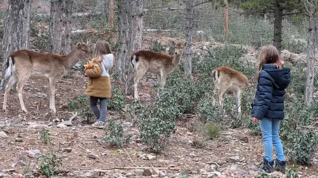 donde ver zorros y lobos