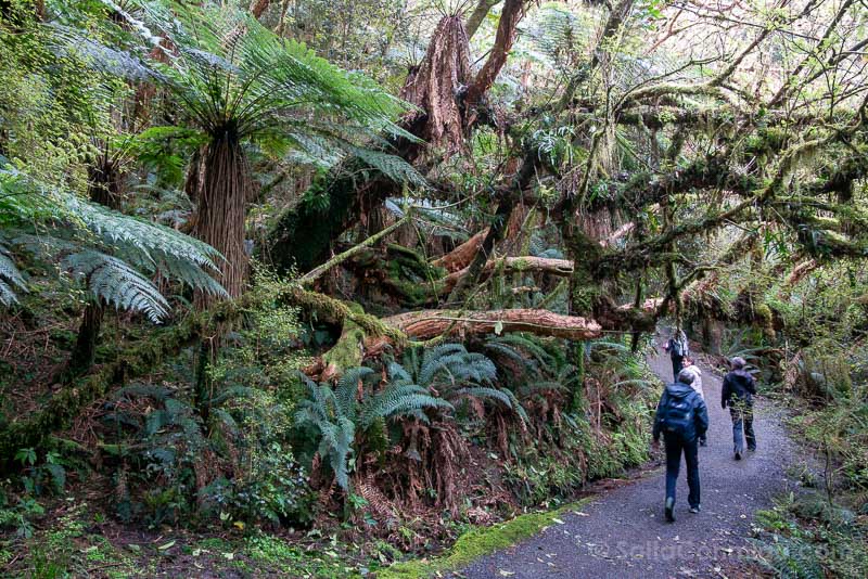 Southern-Scenic-Route-Nueva Zelanda Catlins Forest Park Bosque Primigenio