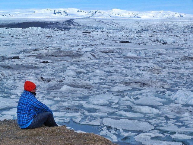 Sele en la laguna Jokulsarlon de Islandia