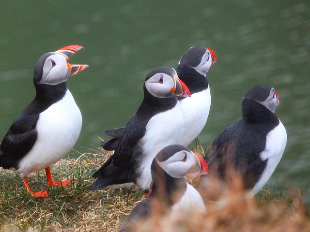 Frailecillos en Islandia