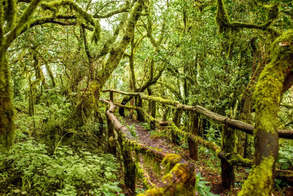 Parque Nacional de Garajonay, La Gomera (Islas Canarias)