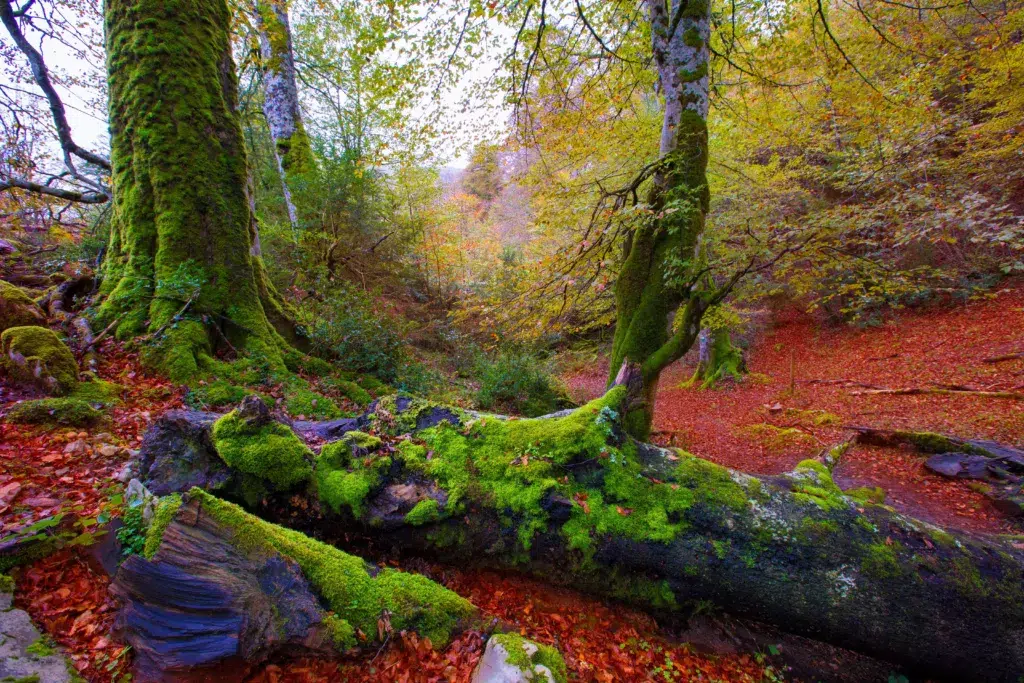 Selva de Irati. Por lunamarina