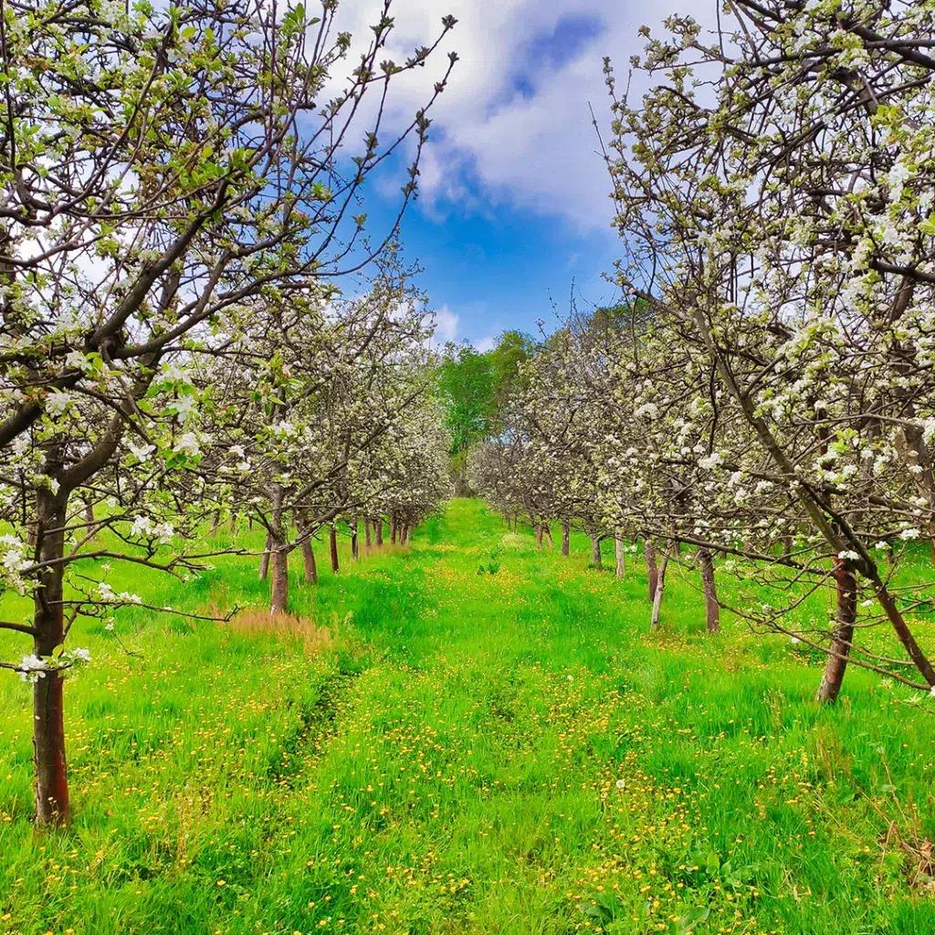 Comarca de la Sidra, Asturias. Por: IMAG3S