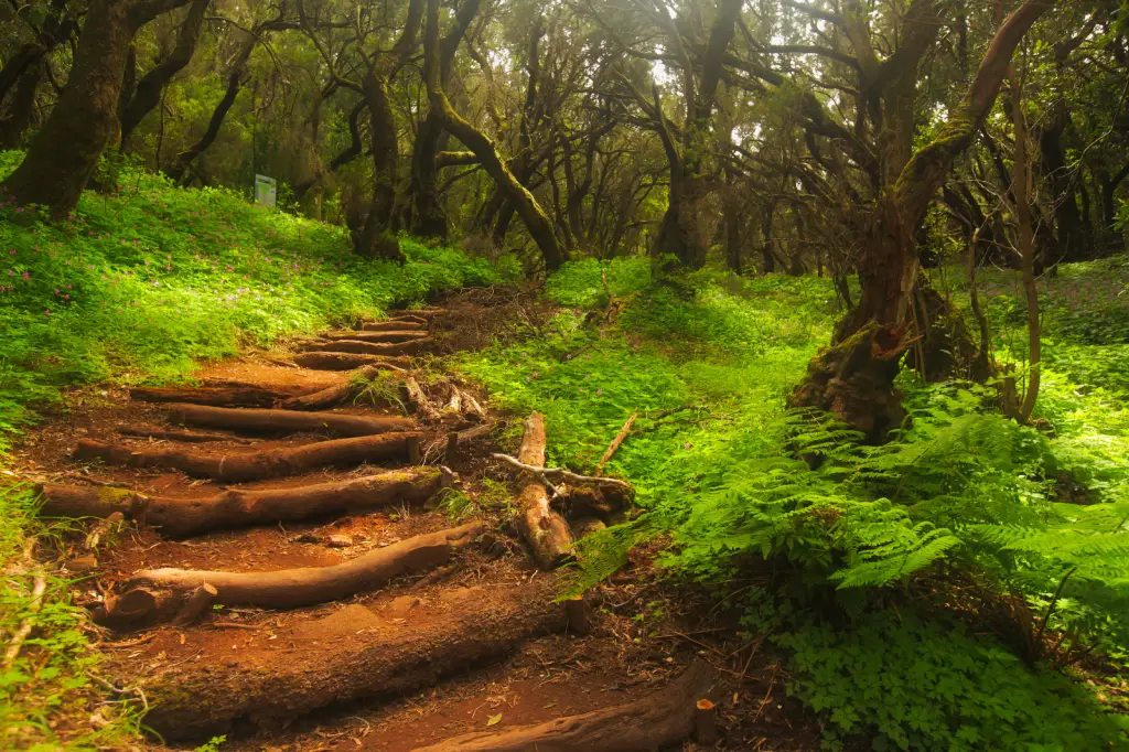 Parque Nacional de Garajonay, La Gomera (Canarias)