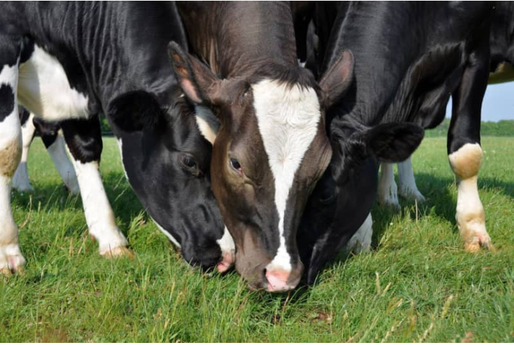 Luis Alejandro Sampayo Cabada: Tipos de Alimentación que Tienen las Vacas