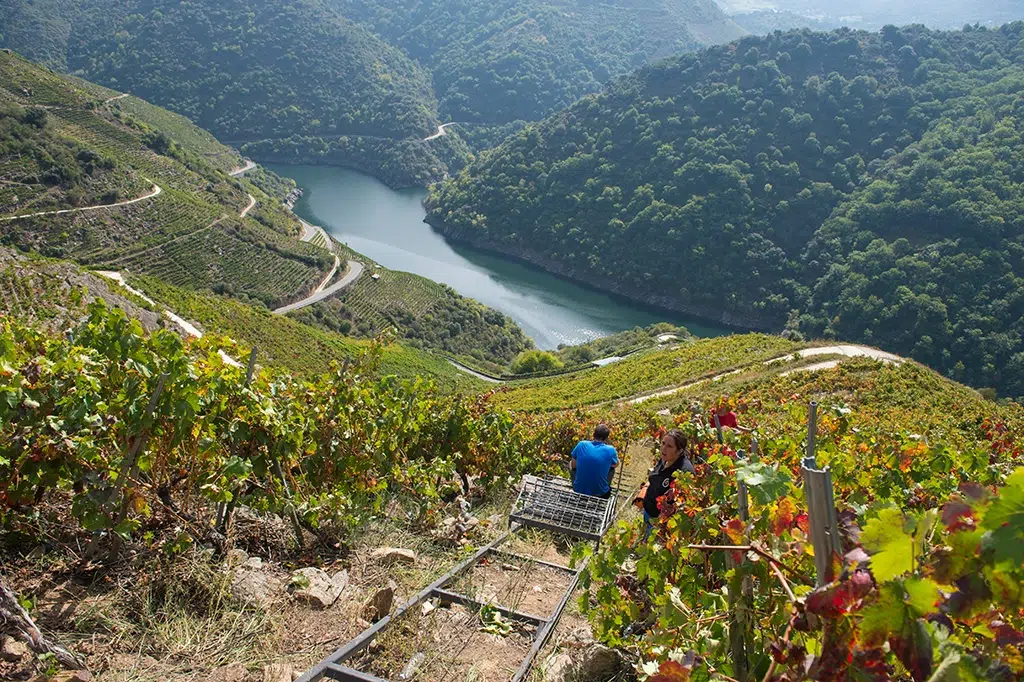 En la Ribeira Sacra se practica la viticultura heroica, Orense.