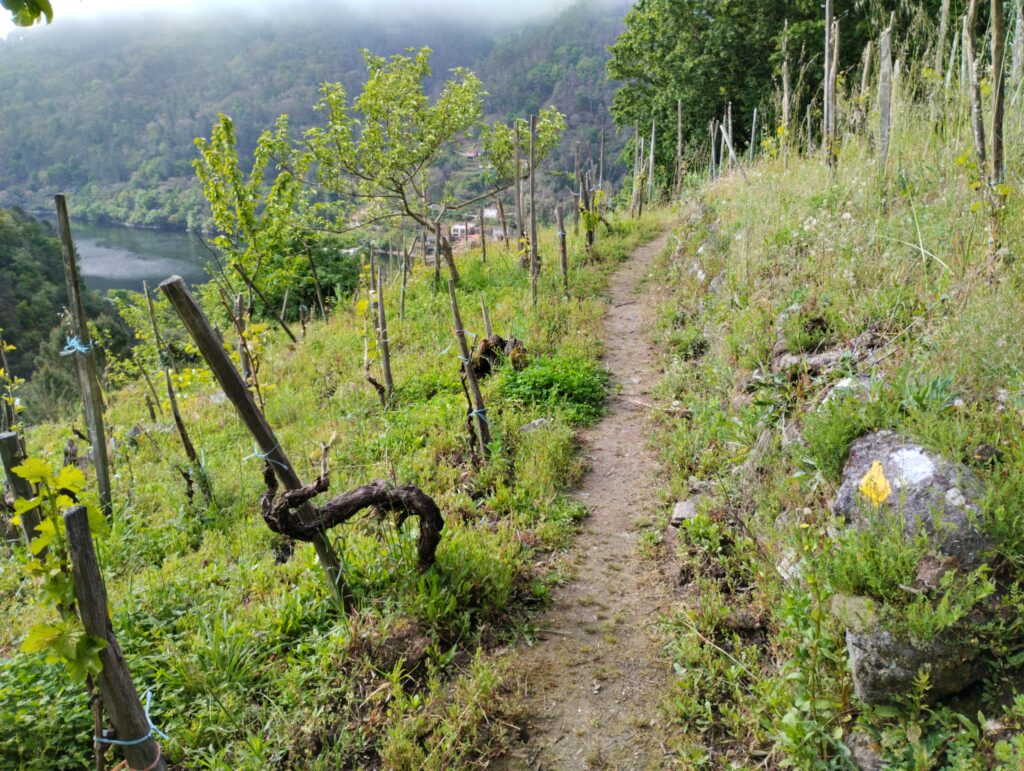 La ruta entre viñedos por la Ribeira Sacra, llegando a Pincelo. Por Raquel Andrés Durà