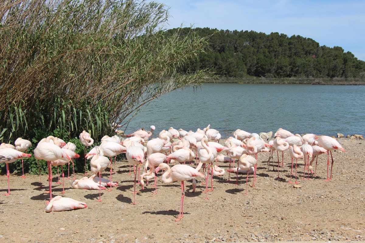 Flamencos Sigean