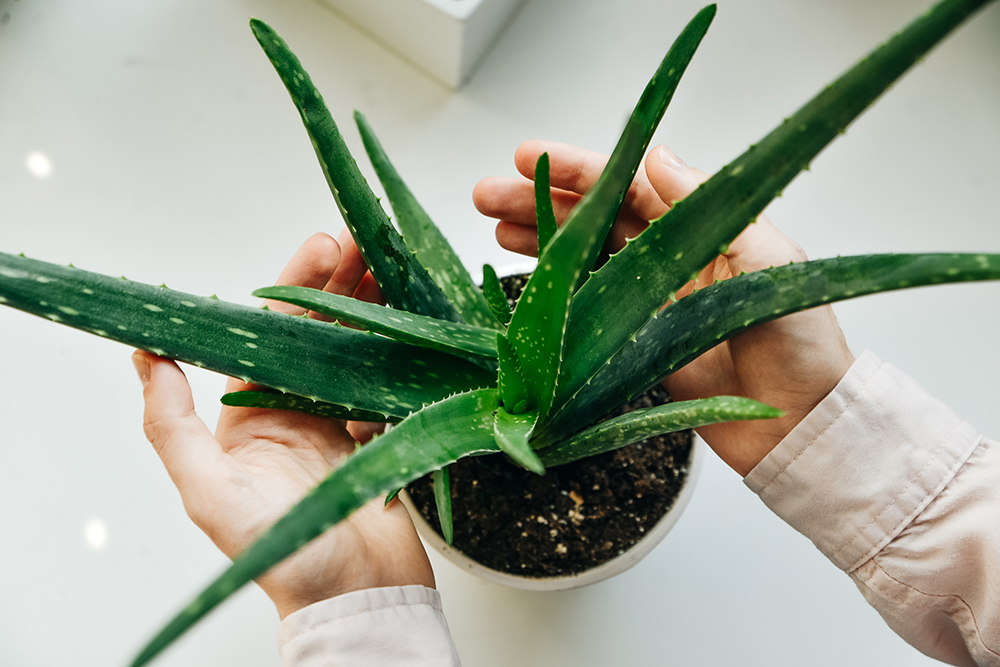aloe vera
