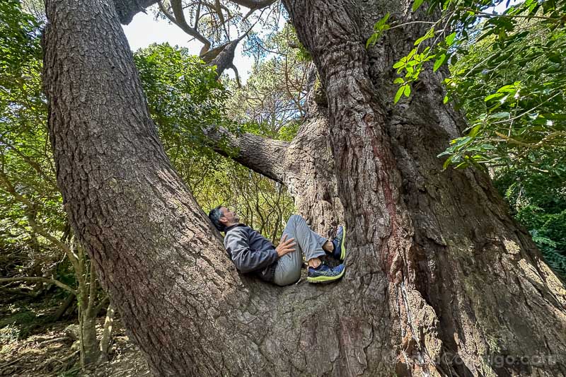 Que Ver en Wellington Mount Victoria Parque Arbol Frodo