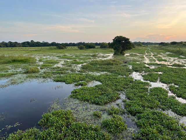 Los Llanos (Venezuela)