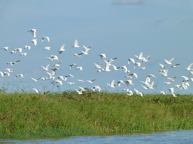 Garzas volando en Los Llanos de Apure (Venezuela)