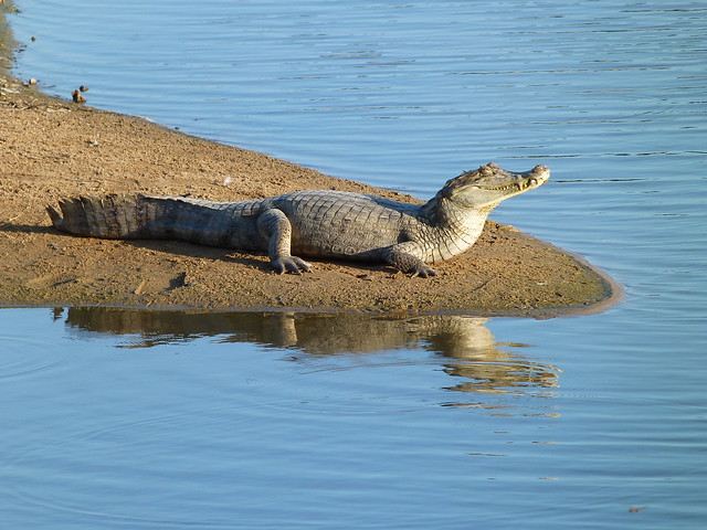 Caimán en Los Llanos (Venezuela)