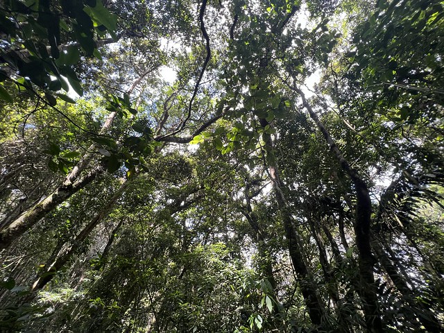 Bosques frondosos en la Sierra de Galipán (Venezuela)