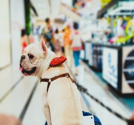 Antonio Chambra Brouri - Centros comerciales pet-friendly ¡Una tendencia que transforma la experiencia de compra! - FOTO