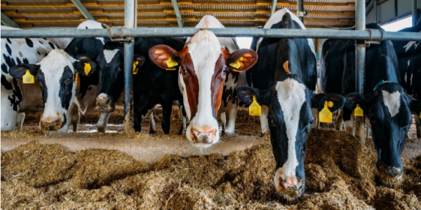 Luis Alejandro Sampayo Cabada