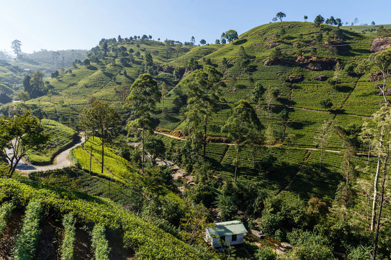 Paisajes de Nuwara Eliya