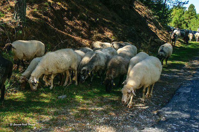 Përmet, ovejas por la carretera, Albania - El Guisante Verde Project