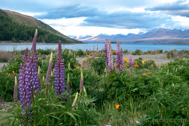 Lagos de Nueva Zelanda Lake Tekapo Lupino