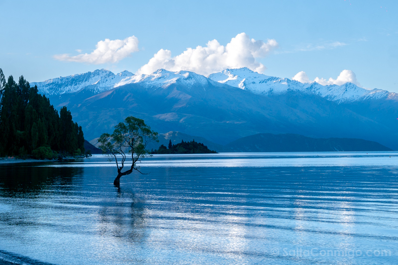 Wanaka Tree Nueva Zelanda