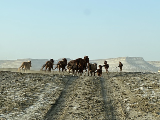 Caballos galopando libremente en el Mangystau (Kazajistán)