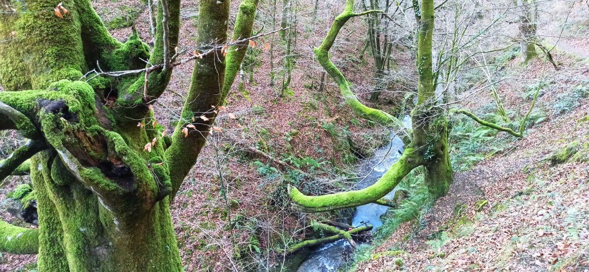 Bosque atlántico y sendero Infernuko Errota