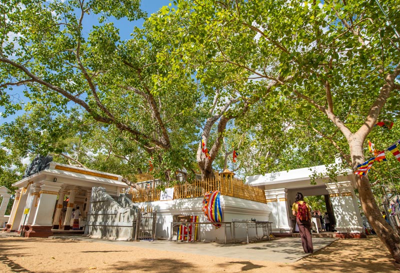 Jaya Sri Maha Bodhi