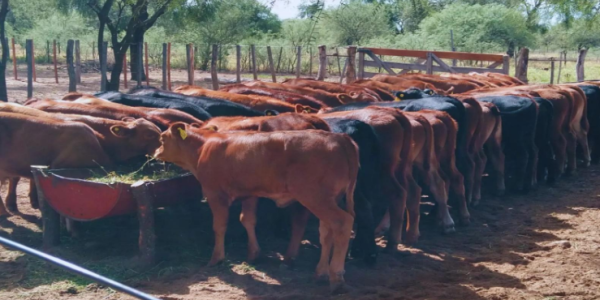 Más Allá de la Lluvia: Estrategias Cruciales para el Manejo de la Alimentación Ganadera en Tiempos de Sequía