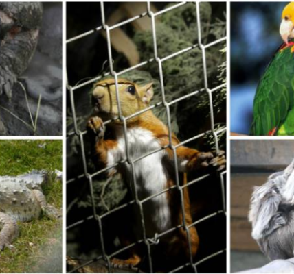 Una Batalla Crucial: La Caza Furtiva y el Tráfico de Fauna Silvestre por Hjalmar Jesus Gibelli Gómez