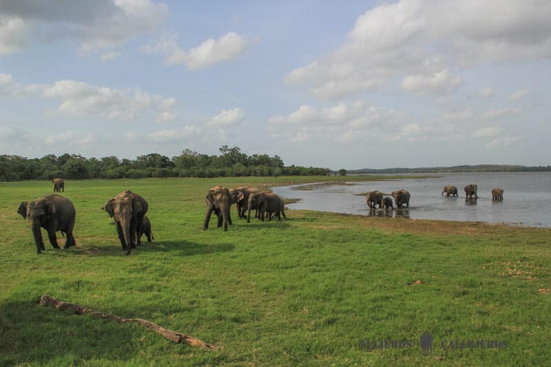 Hacer un safari por Minneriya es una de las cosas que hacer desde Sigiriya