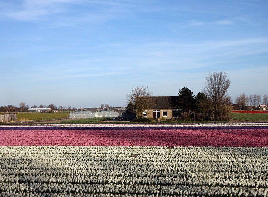 En Flevoland se cultivan millones de flores