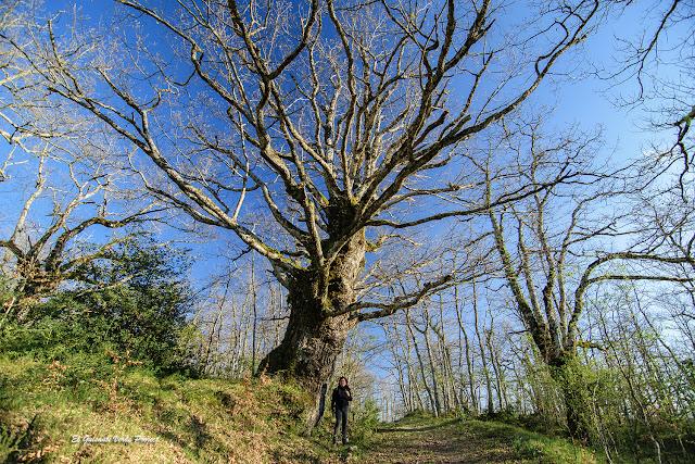 Ruta Verde Robles Centenarios - Galarreta, por El Guisante Verde Project
