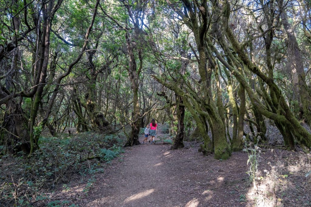 Senderismo - Ruta de senderismo en El Hierro: Sendero la Llanía Sendero la Llanía
