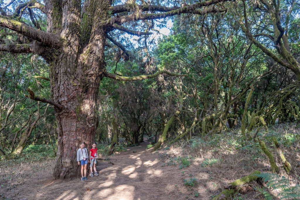 Senderismo - Ruta de senderismo en El Hierro: Sendero la Llanía Sendero la Llanía