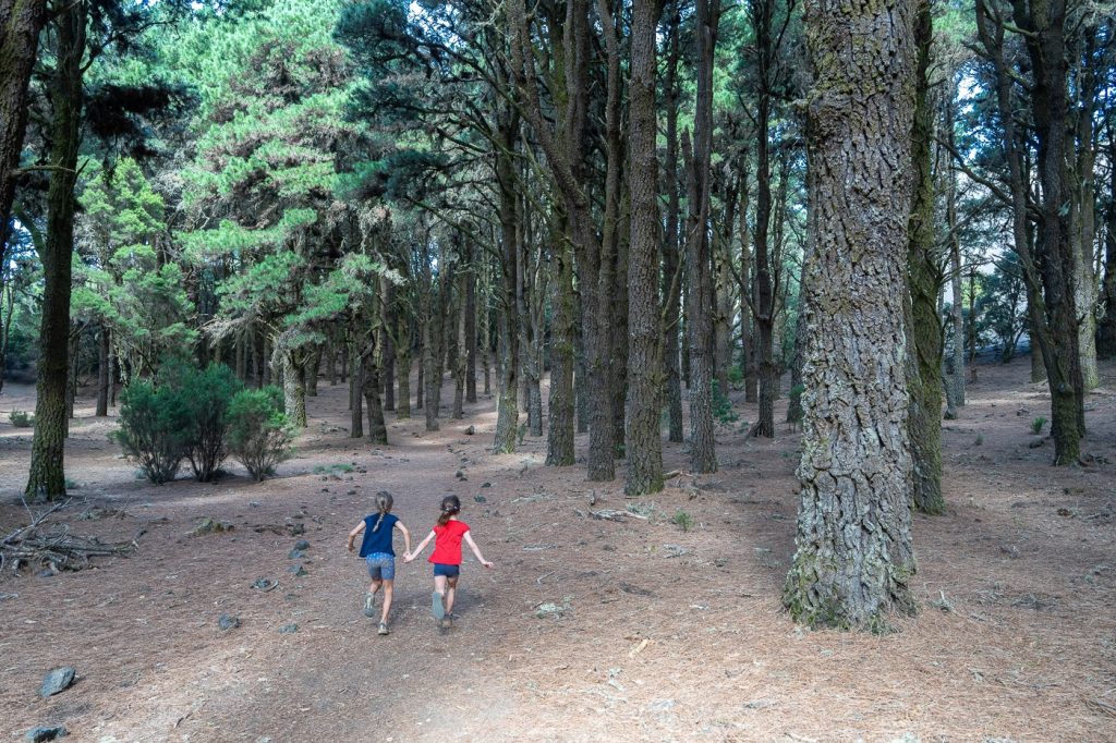 Senderismo - Ruta de senderismo en El Hierro: Sendero la Llanía Senderismo en El Hierro