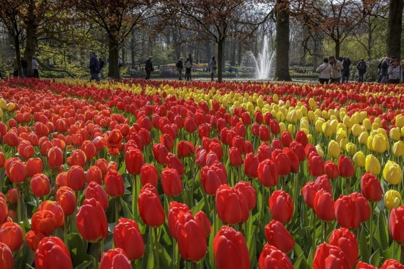 Tulipanes en Keukenhof