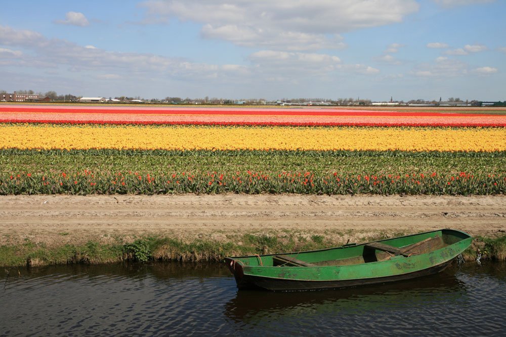 Holanda es un mar de tulipanes