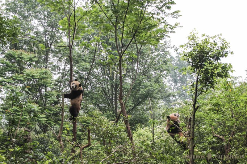 Chengdu, otro de los lugares que visitar en China