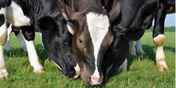 Los Tipos de Alimentación de las Vacas | Luis Sampayo Cabada