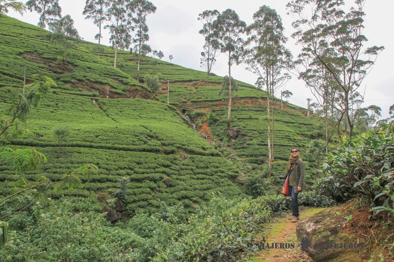 Plantación de té en Nuwara Eliya, uno de los lugares que incluir en un itinerario por Sri Lanka