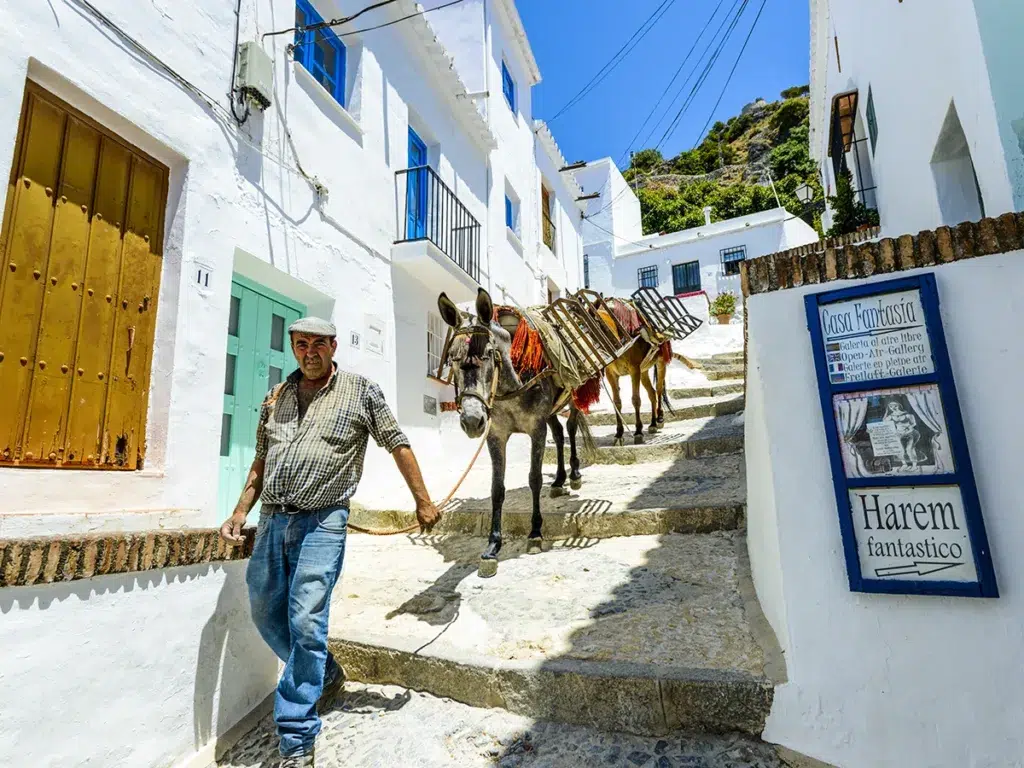 Burros en Mijas (Málaga).