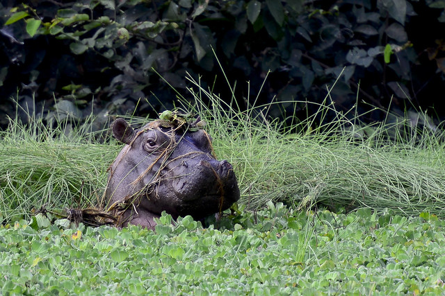 Hipotótamo en Islas Bijagós (Guinea Bissau)