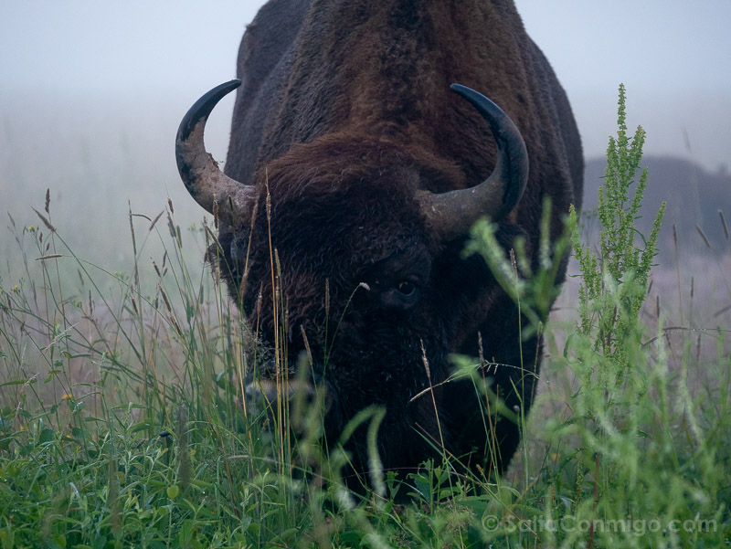 Bisontes en Polonia Bosque Bialowieza Macho