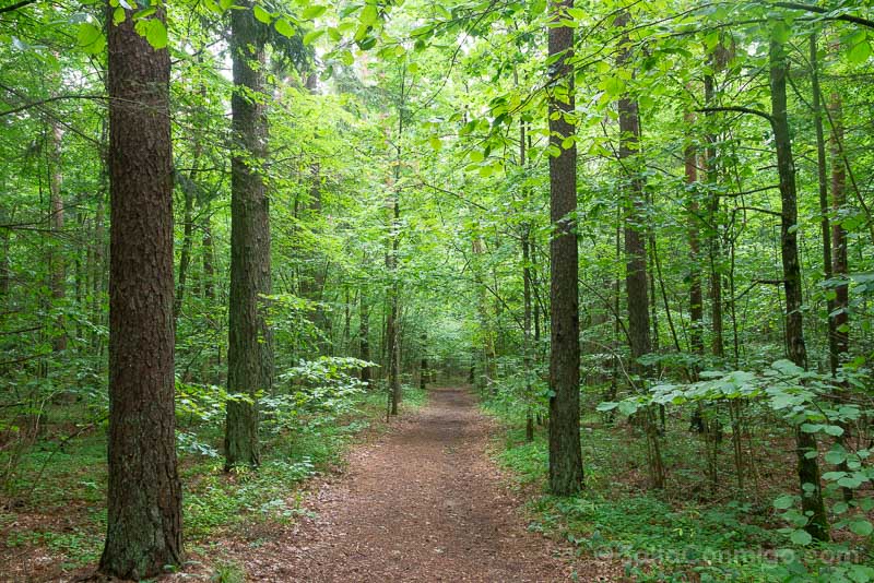 Podlaquia Polonia Bosques
