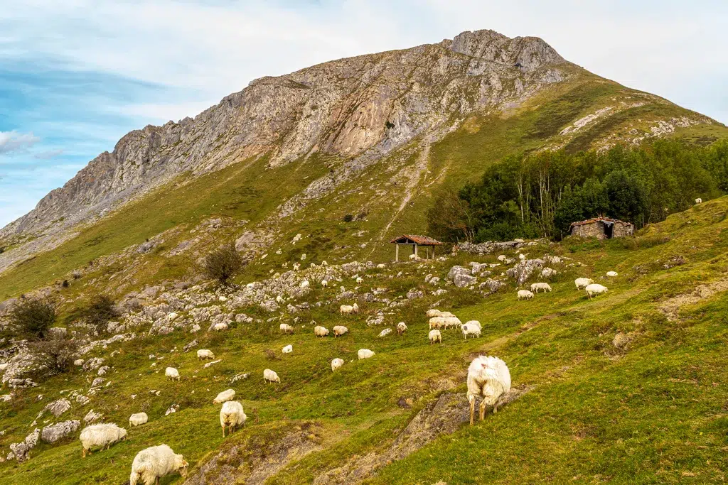 Ovejas pasturando cerca del monte Txindoki, en la Sierra de Aralar (Gipuzkoa). Por unai
